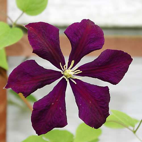 Clematis viticella Etoile Violet